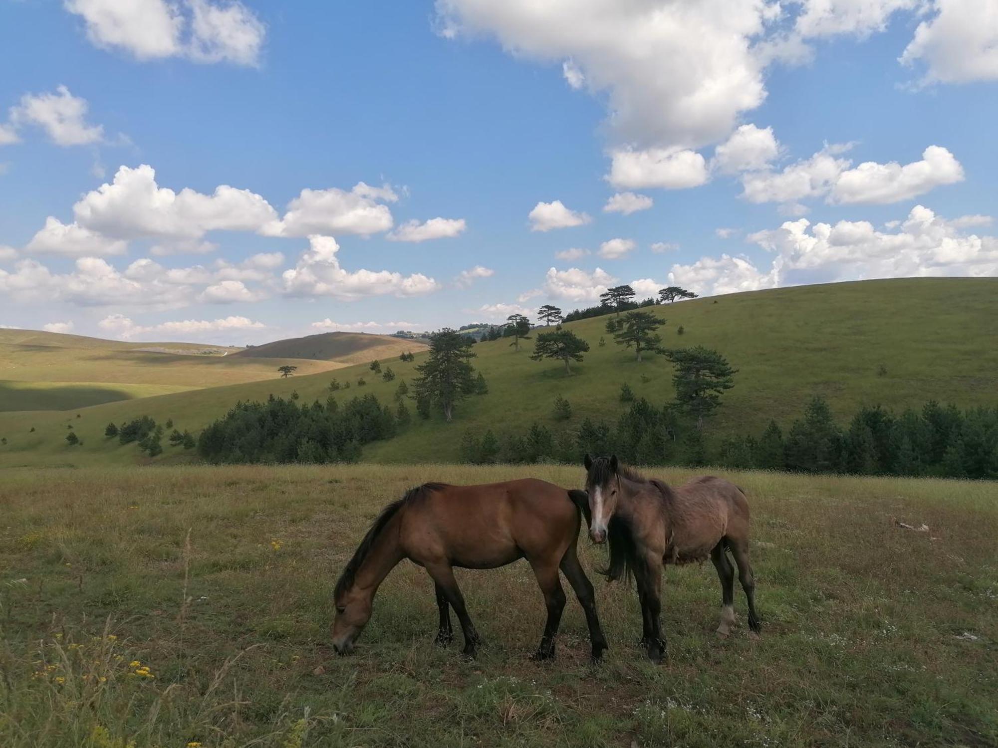 הוילה Zlatibor Brvnara Mir מראה חיצוני תמונה